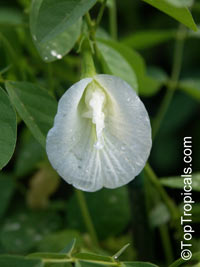 Clitoria ternatea, Butterfly Pea, Asian Pigeonwings

Click to see full-size image