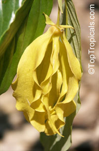 Desmos chinensis, Dwarf Ylang Ylang shrub

Click to see full-size image