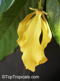 Desmos chinensis, Dwarf Ylang Ylang shrub

Click to see full-size image