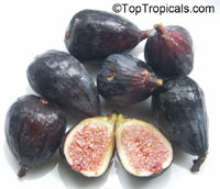 Ficus carica - Olympian Fig

Click to see full-size image