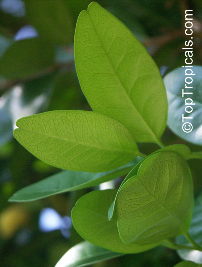 Atalantia monophylla, Limonia monophylla, Indian Atalantia, Wild Lime 