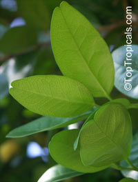 Atalantia monophylla, Limonia monophylla, Indian Atalantia, Wild Lime 

Click to see full-size image
