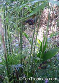 Chamaedorea seifrizii, Chamaedorea erumpens, Bamboo Palm

Click to see full-size image