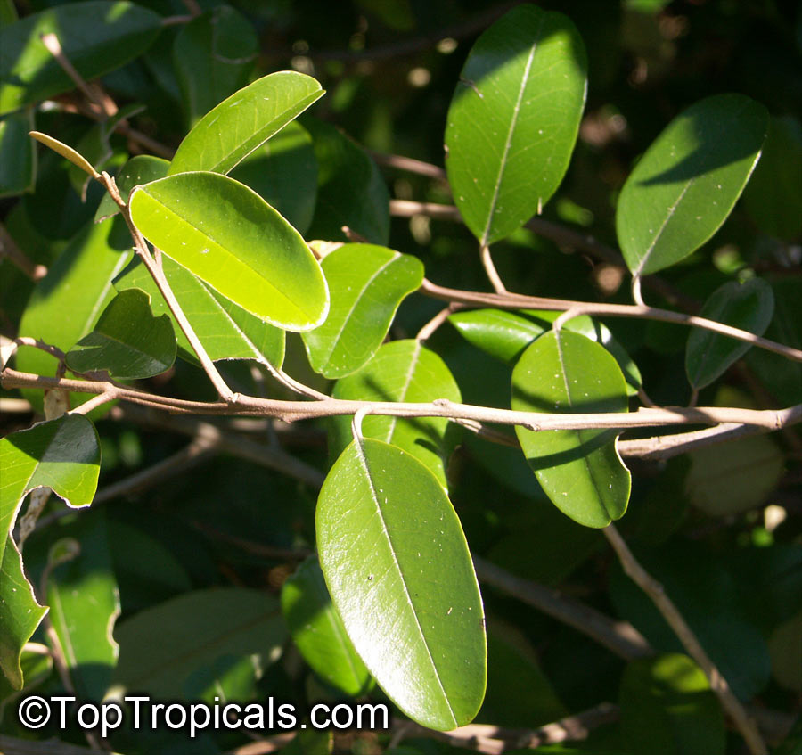 Capparis cynophallophora, Quadrella jamaicensis, Jamaica Caper Tree, Mustard Tree