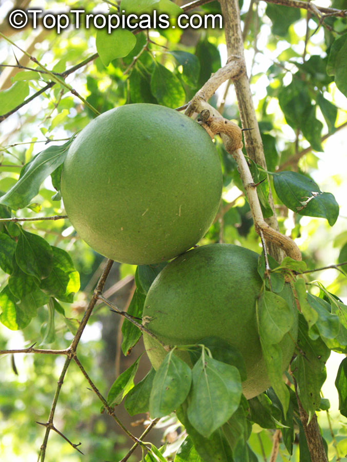 Monkey Orange Strychnos Spinosa 6971 Rare Plant Nursery Top 