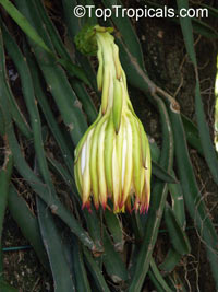 Hylocereus sp., Pitaya, Pitahaya, Dragon Fruit, Strawberry Pear

Click to see full-size image