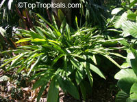 Elettaria cardamomum, Cardamom, Malabar Cardamom, Ceylon Cardamom

Click to see full-size image