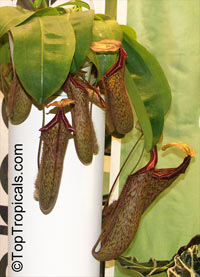 Nepenthes 'Miranda', Nepenthes 'Miranda'

Click to see full-size image