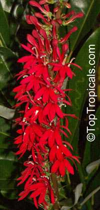 Lobelia cardinalis, Cardinal Flower

Click to see full-size image