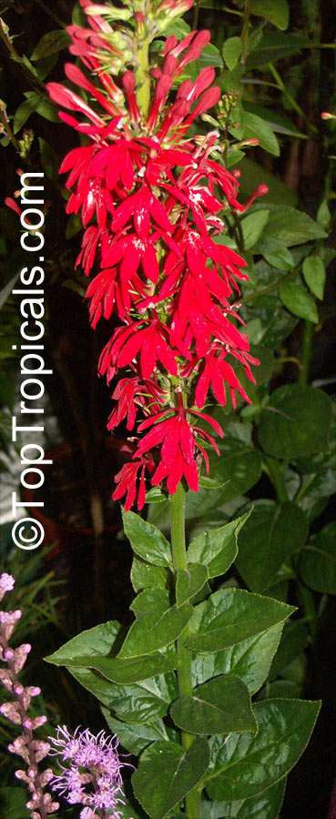 Lobelia cardinalis, Cardinal Flower
