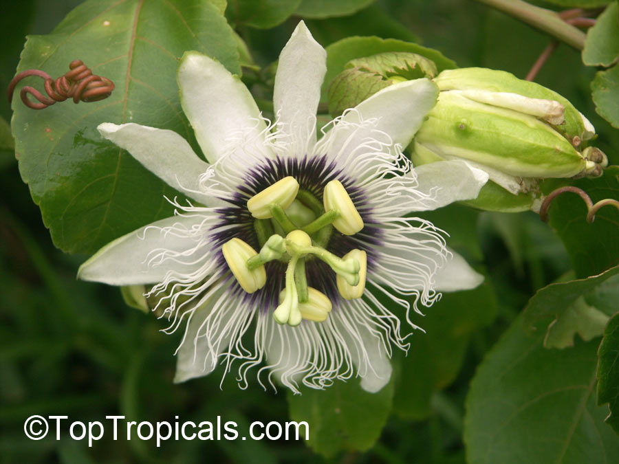 Passiflora sp., Passion Flower