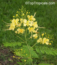Caesalpinia lutea, Yellow Peacock flower, Barbados pride, dwarf poinciana, Barbados flower-fence

Click to see full-size image