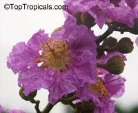 Lagerstroemia speciosa, Lagerstroemia flos reginae, Queens Crape Myrtle, Queens flower, Pride of India, Banaba.