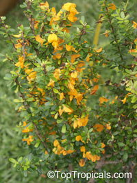 Brya ebenus, Aspalathus ebenus, Jamaican Rain Tree, Ebony Coccuswood, Grenadilla, Granadilla, Jamaican Ebony, West Indian Ebony