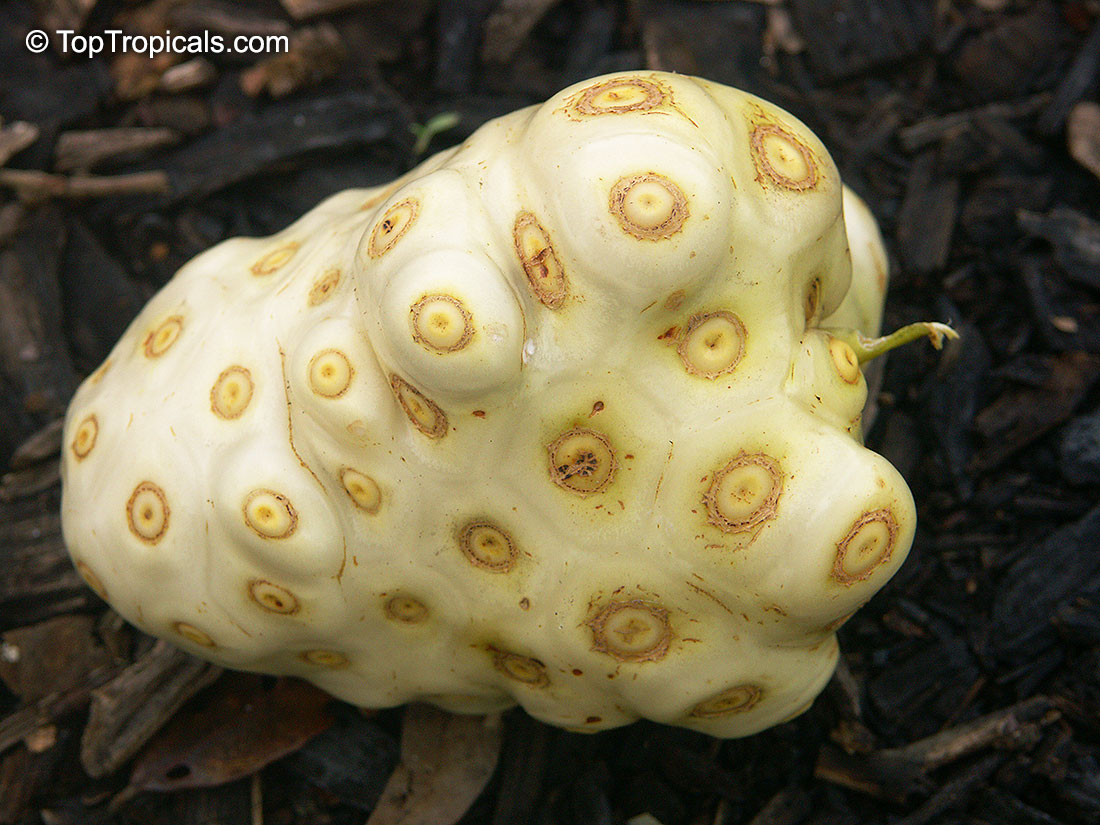 Noni fruit