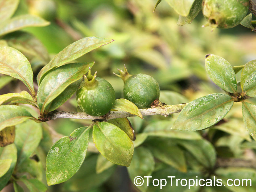 Randia formosa, Mussaenda formosa, Randia mussaenda, Rosenbergiodendron formosum, Blackberry Jam Fruit, Jasmin de rosa