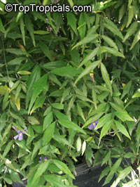 Thunbergia kirkii, Blue Sky Shrub

Click to see full-size image