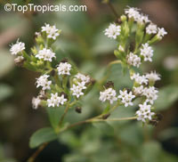 Stevia rebaudiana, Eupatorium rebaudianum, Stevia, Sweet leaf of Paraguay, Sweet-herb, Honey yerba, Honeyleaf, Candy leaf

Click to see full-size image
