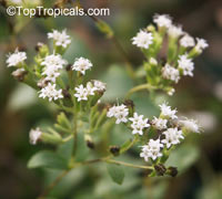 Stevia rebaudiana, Eupatorium rebaudianum, Stevia, Sweet leaf of Paraguay, Sweet-herb, Honey yerba, Honeyleaf, Candy leaf

Click to see full-size image