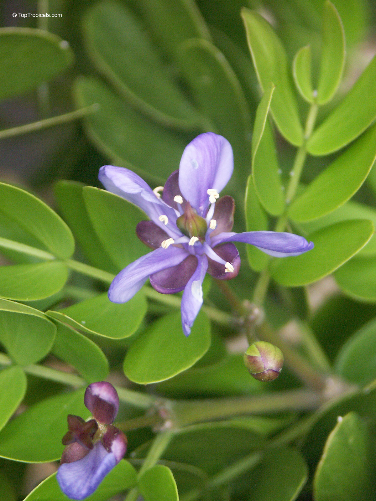 Guaiacum sanctum, Lignum Vitae, Tree of Life, Gaiac tree Guaiacum sanctum, Lignum Vitae, Tree of Life, Gaiac tree