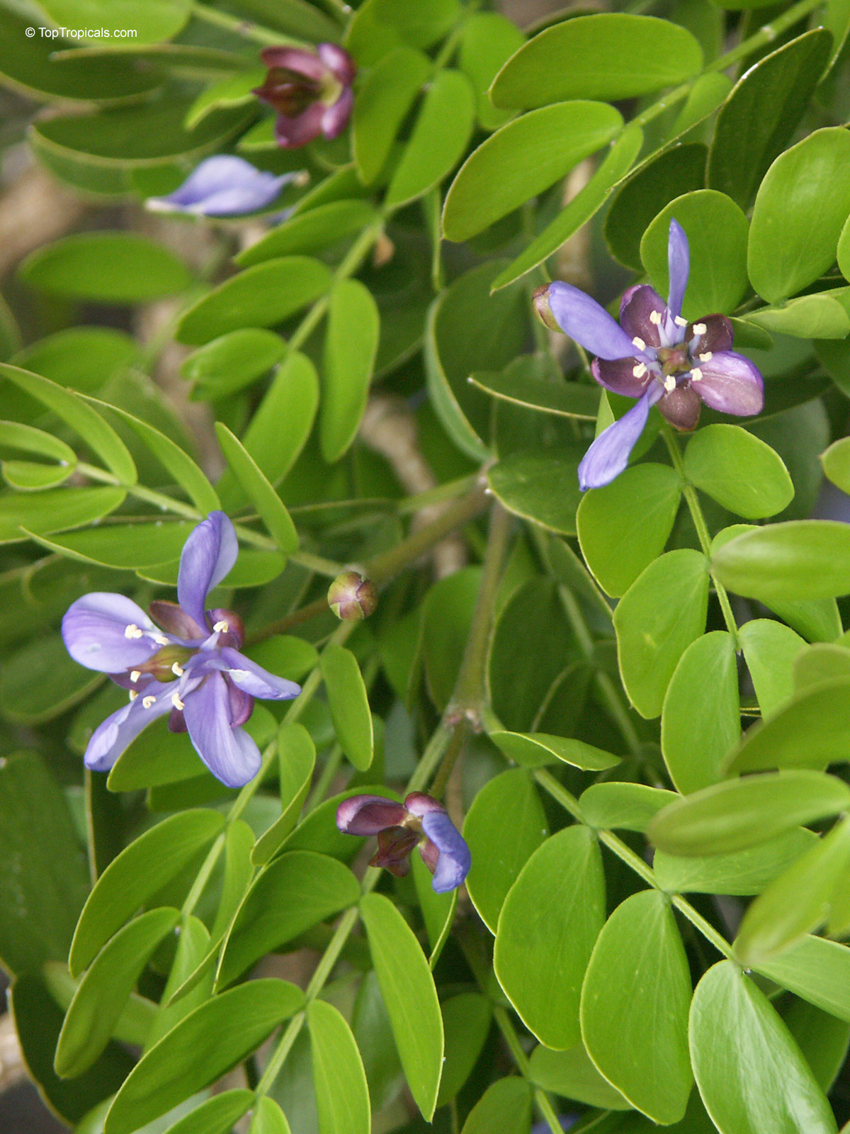 Guaiacum sanctum, Lignum Vitae, Tree of Life, Gaiac tree Guaiacum sanctum, Lignum Vitae, Tree of Life, Gaiac tree