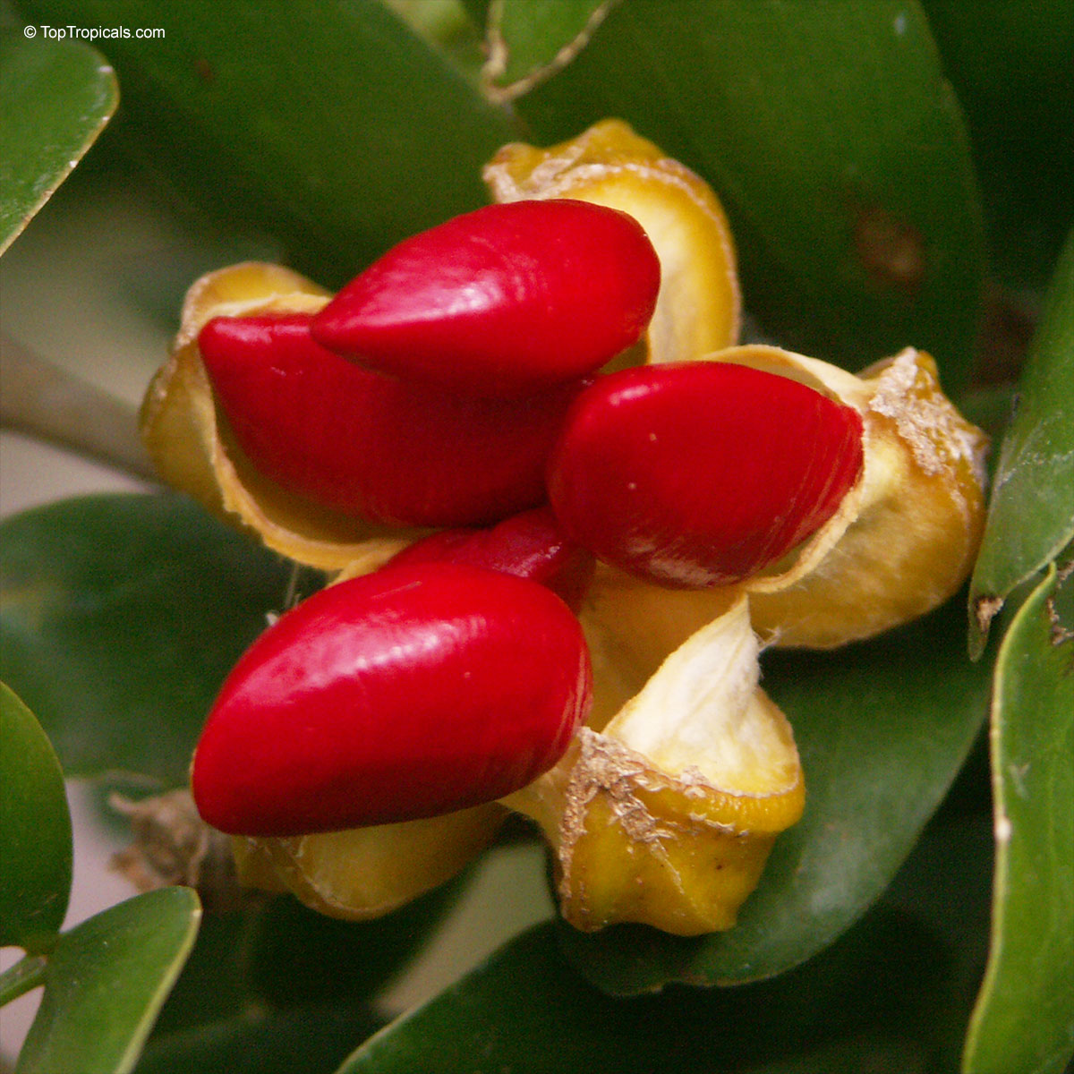 Guaiacum sanctum, Lignum Vitae, Tree of Life, Gaiac tree Guaiacum sanctum, Lignum Vitae, Tree of Life, Gaiac tree