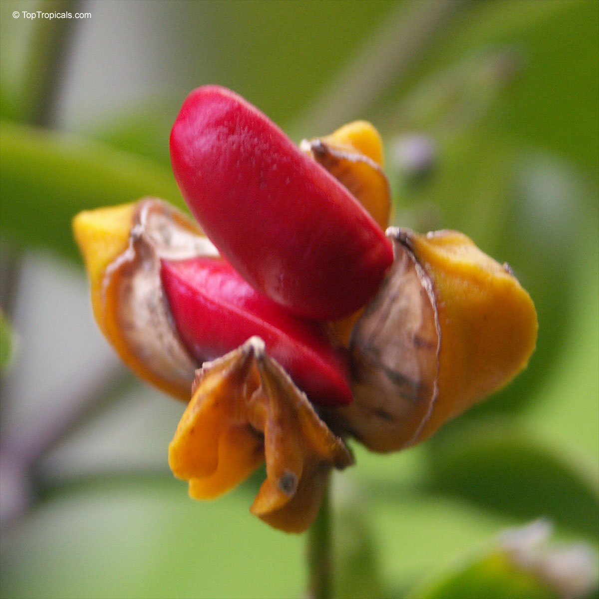 Guaiacum sanctum, Lignum Vitae, Tree of Life, Gaiac tree Guaiacum sanctum, Lignum Vitae, Tree of Life, Gaiac tree
