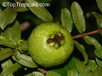 Psidium guajava Nana, Dwarf Guava

Click to see full-size image