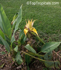 Ensete lasiocarpum, Musella lasiocarpa, Musa lasiocarpa, Chinese Yellow Banana, Golden Lotus Banana

Click to see full-size image