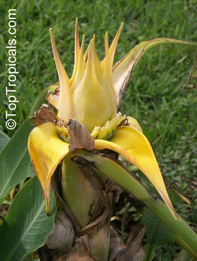 Ensete lasiocarpum, Musella lasiocarpa, Musa lasiocarpa, Chinese Yellow Banana, Golden Lotus Banana