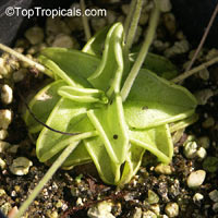 Pinguicula sp., Butterwort

Click to see full-size image