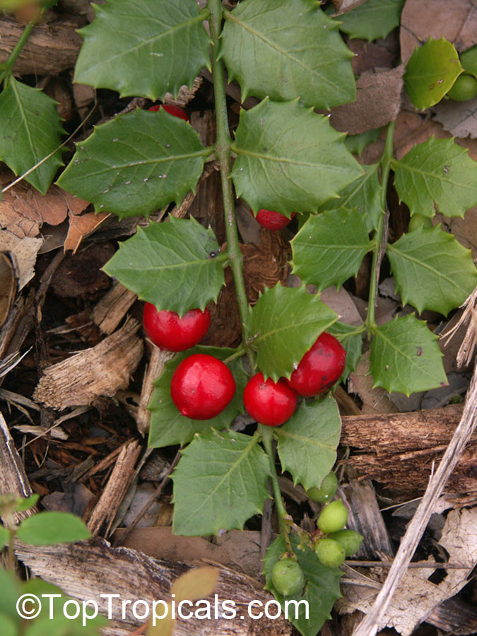 Crossopetalum ilicifolium, Christmasberry, Quailberry
