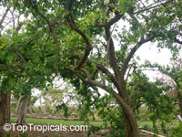Ehretia anacua, Anaqua, Knockaway, Sandpaper Tree

Click to see full-size image