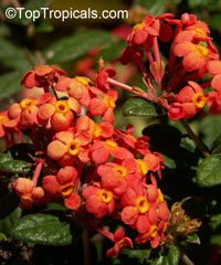 Rondeletia odorata, Rondeletia speciosa, Rondeletia coccinea, Panama Rose

Click to see full-size image