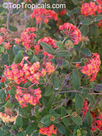 Rondeletia odorata, Rondeletia speciosa, Rondeletia coccinea, Panama Rose

Click to see full-size image