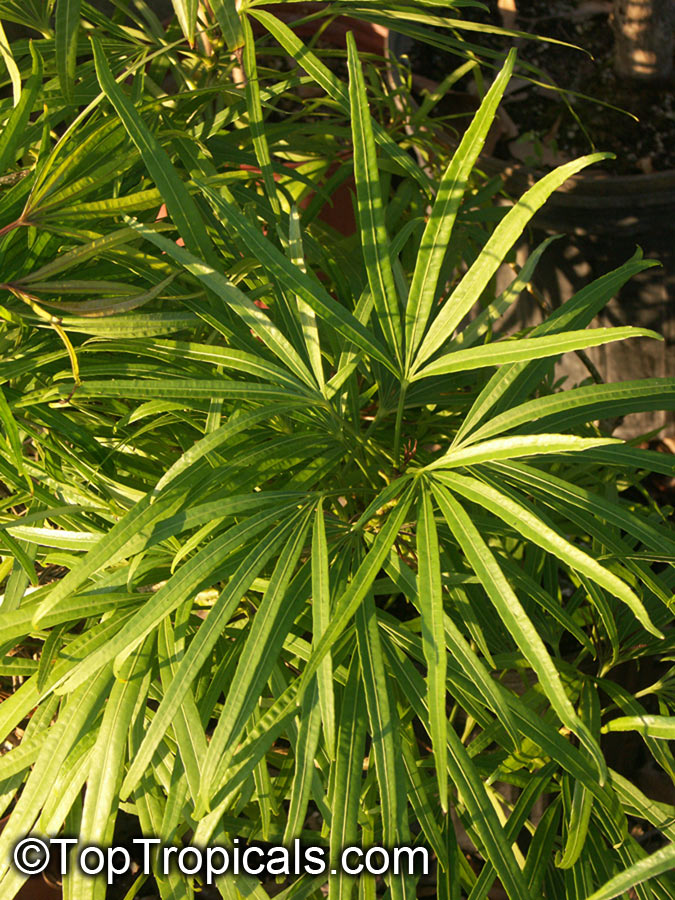 Osmoxylon lineare, Boerlagiodendron lineare, Miagos bush, Golden Feather Leaf