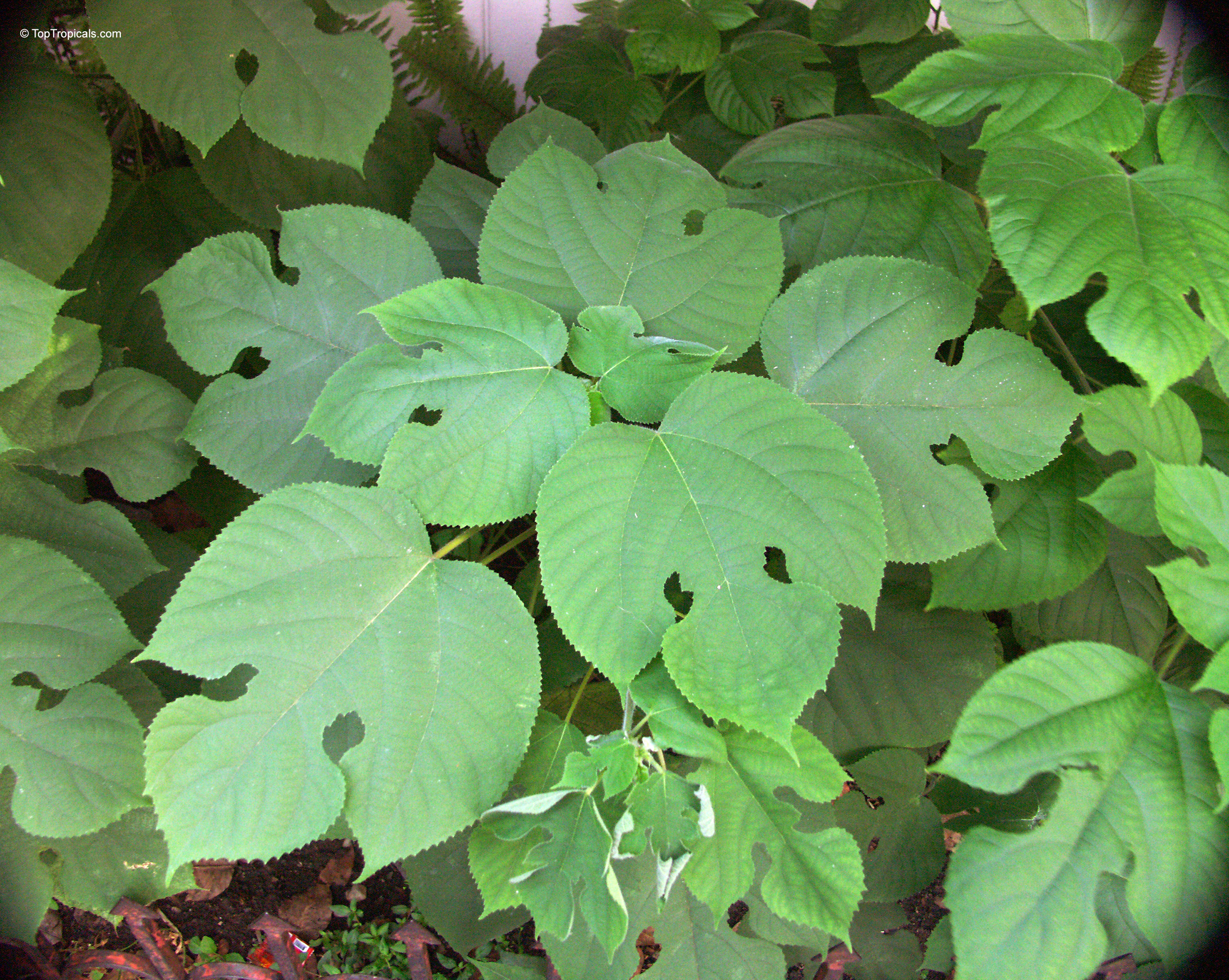 Broussonetia papyrifera (Paper Mulberry) showing large heart-shaped foliage with irregular cuts and soft texture. Broussonetia papyrifera (Paper Mulberry) green leaves plant with distinct lobes and serrated edges.
