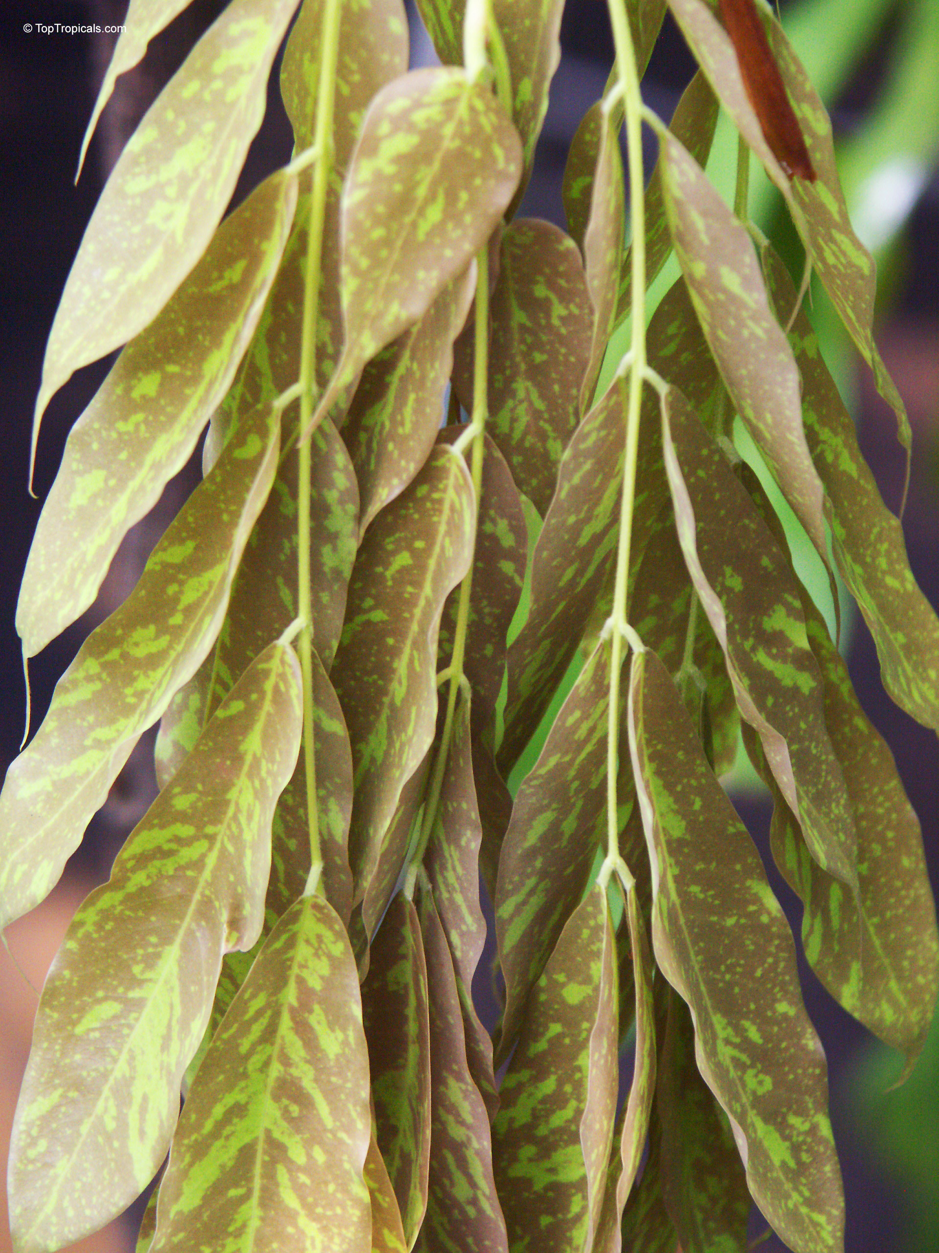 Browneopsis ucayalina (New Guinea Ghost Tree) leaves hanging down with distinct brown and green shades Browneopsis ucayalina (New Guinea Ghost Tree) with long brown and green leaves hanging downward