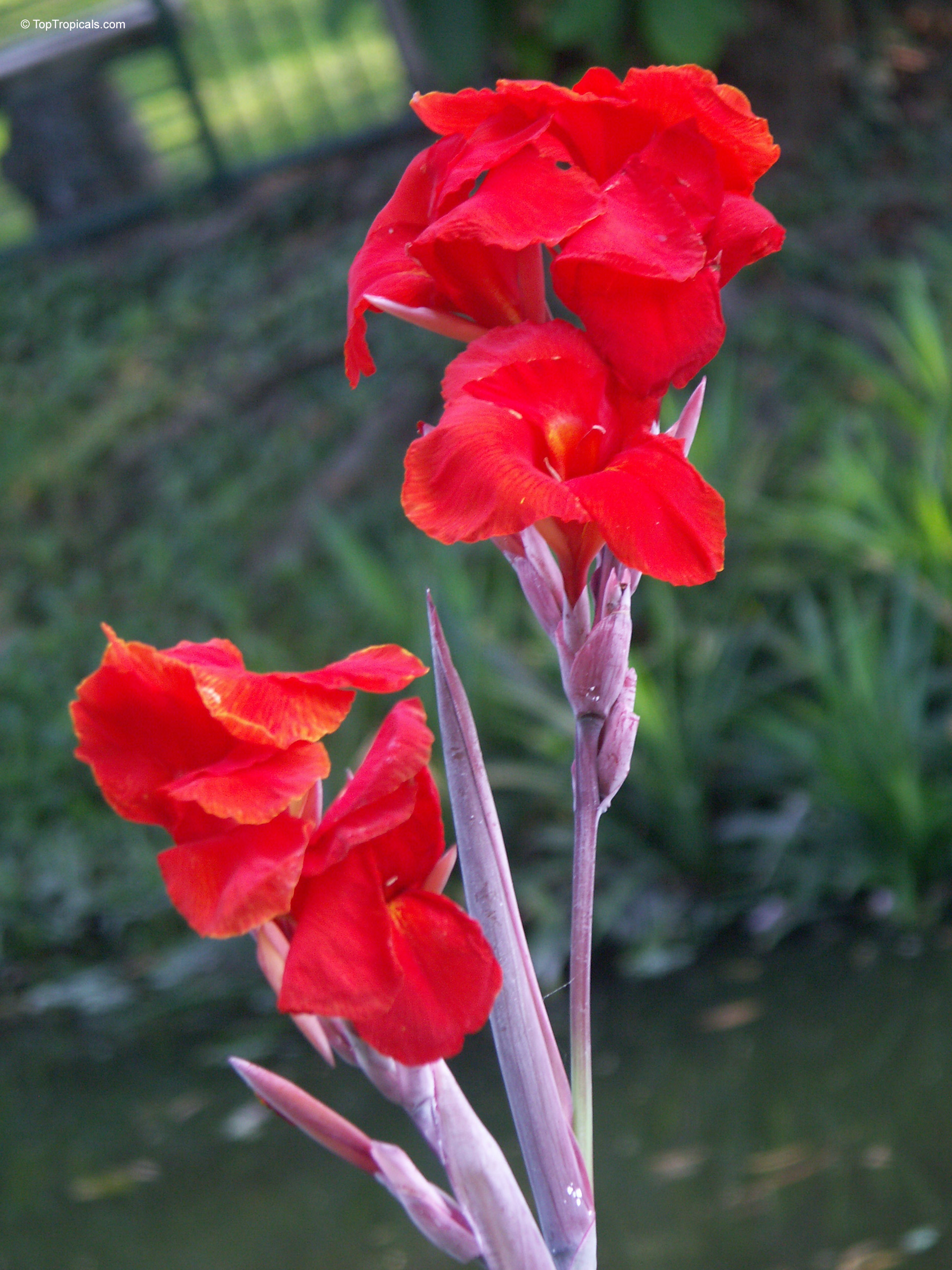 Canna 'Endeavour' Canna glauca (Aquatic Canna) red flower close up with thin stems and smooth petals.