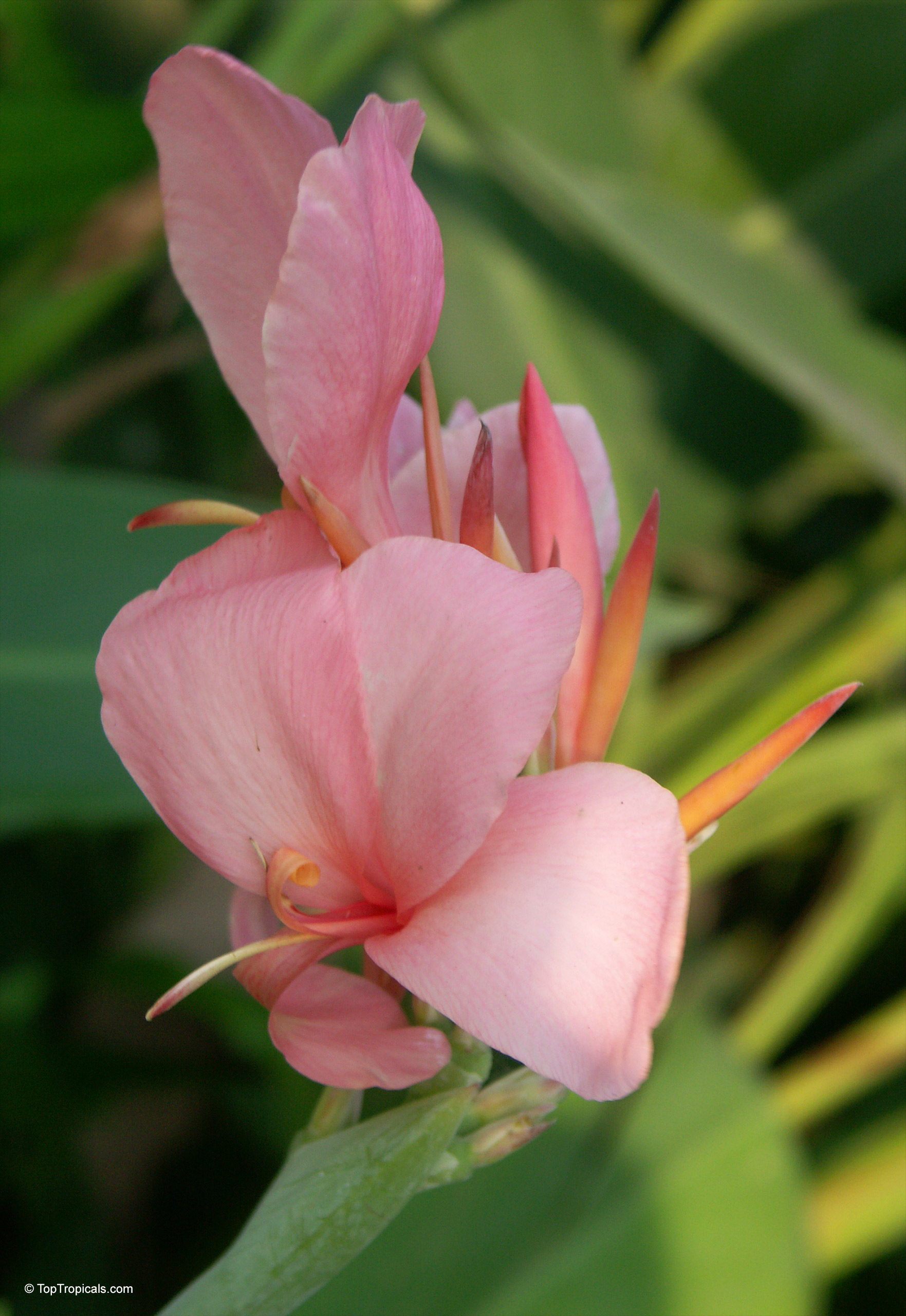 Canna 'Erebus' Canna glauca (Aquatic Canna) with pink flower, close up of the soft pink petals.