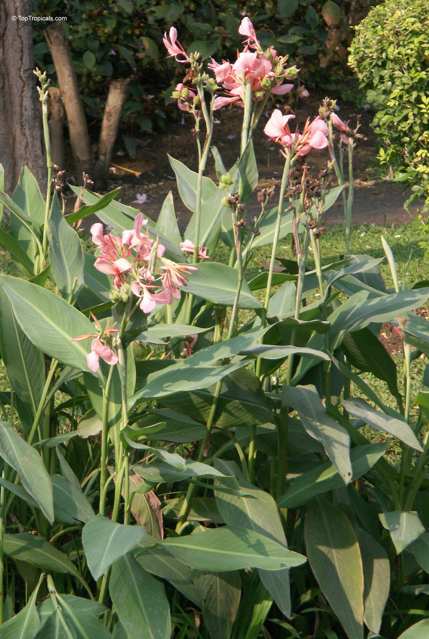 Canna glauca (Aquatic Canna) pink flowers rise above large, elongated green foliage. Canna glauca (Aquatic Canna) with soft pink flowers on tall green plant stems.