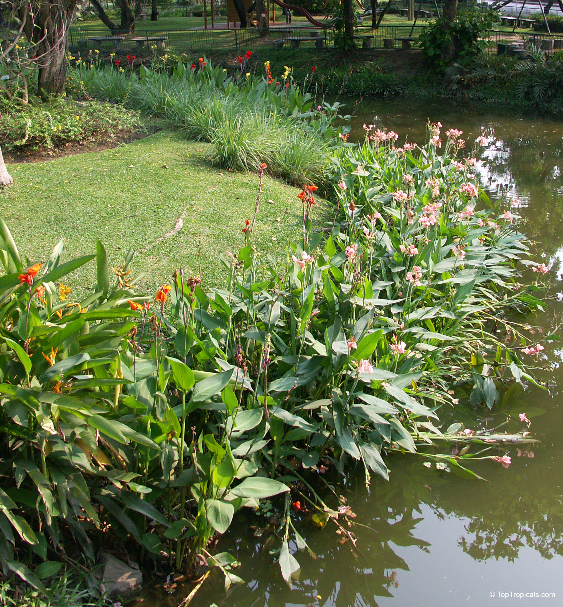 Longwood Aquatic Canna Hybrids Canna glauca (Aquatic Canna) with pink and orange flowers growing along the water edge.
