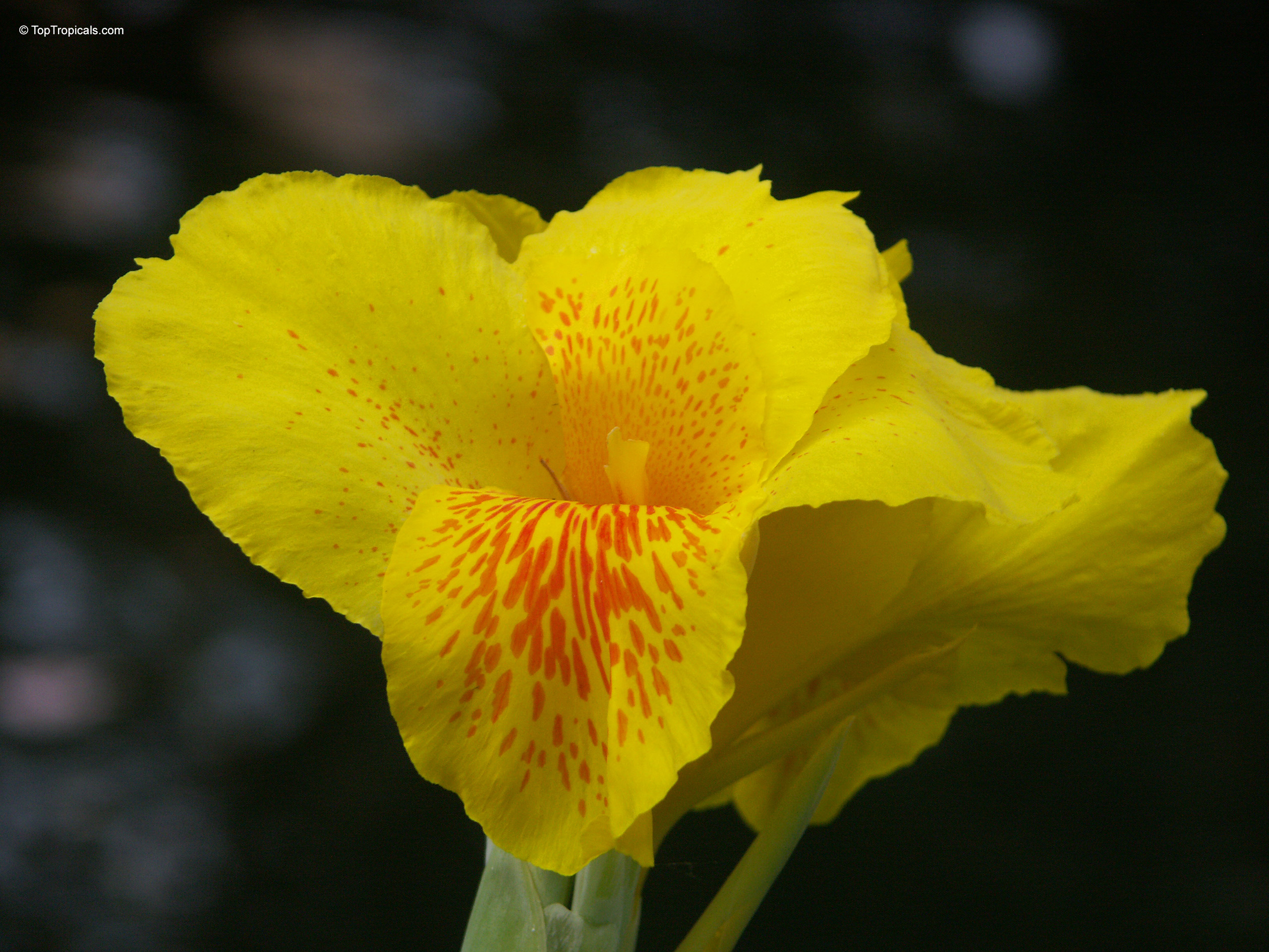 Canna x hybrida (Canna Lily) has large yellow petals marked with orange spots near center. Canna x hybrida (Canna Lily) yellow flower close up with orange spots on petals.