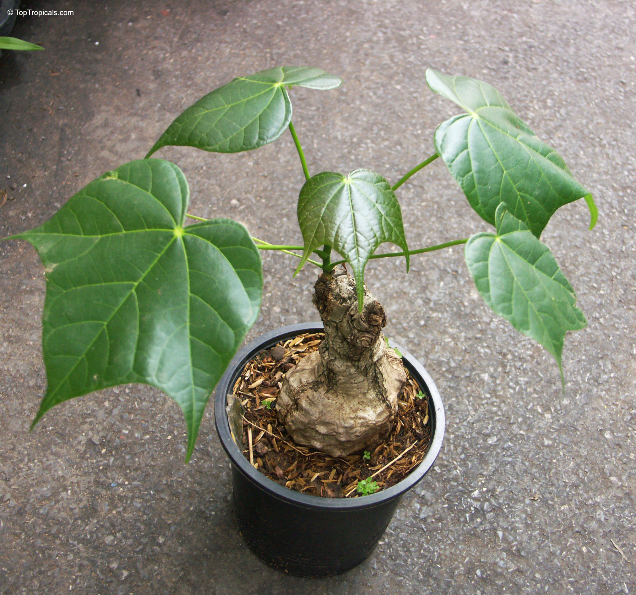 Firmiana colorata (Colored Sterculia) grows in a container with a thick trunk and wide green leaves. Firmiana colorata (Colored Sterculia) with thick trunk and green leaves in a black plant pot.