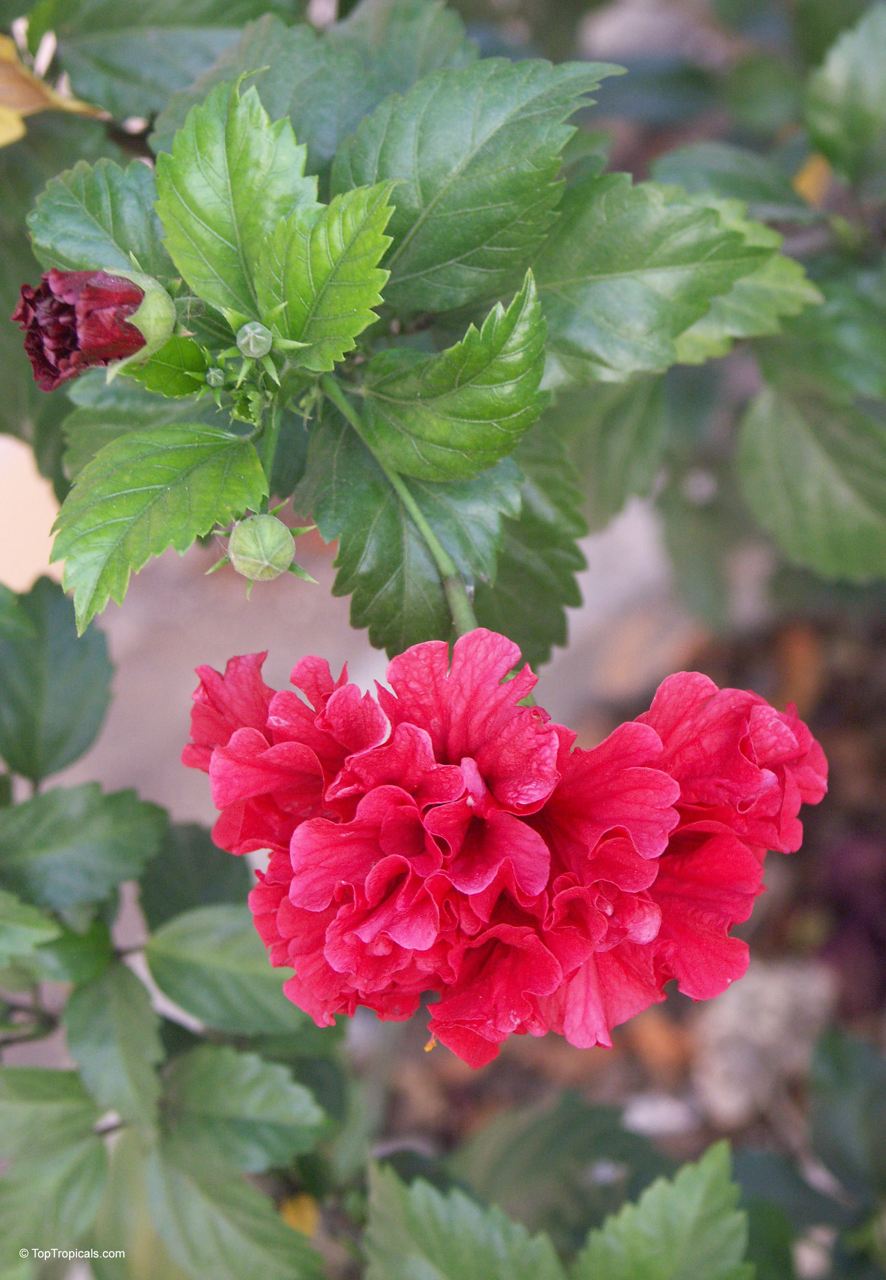 Hibiscus rosa-sinensis (Hibiscus) with a full red flower and green leaves on a stem. Hibiscus rosa-sinensis (Hibiscus) with a ruffled red flower and green leaves close up.