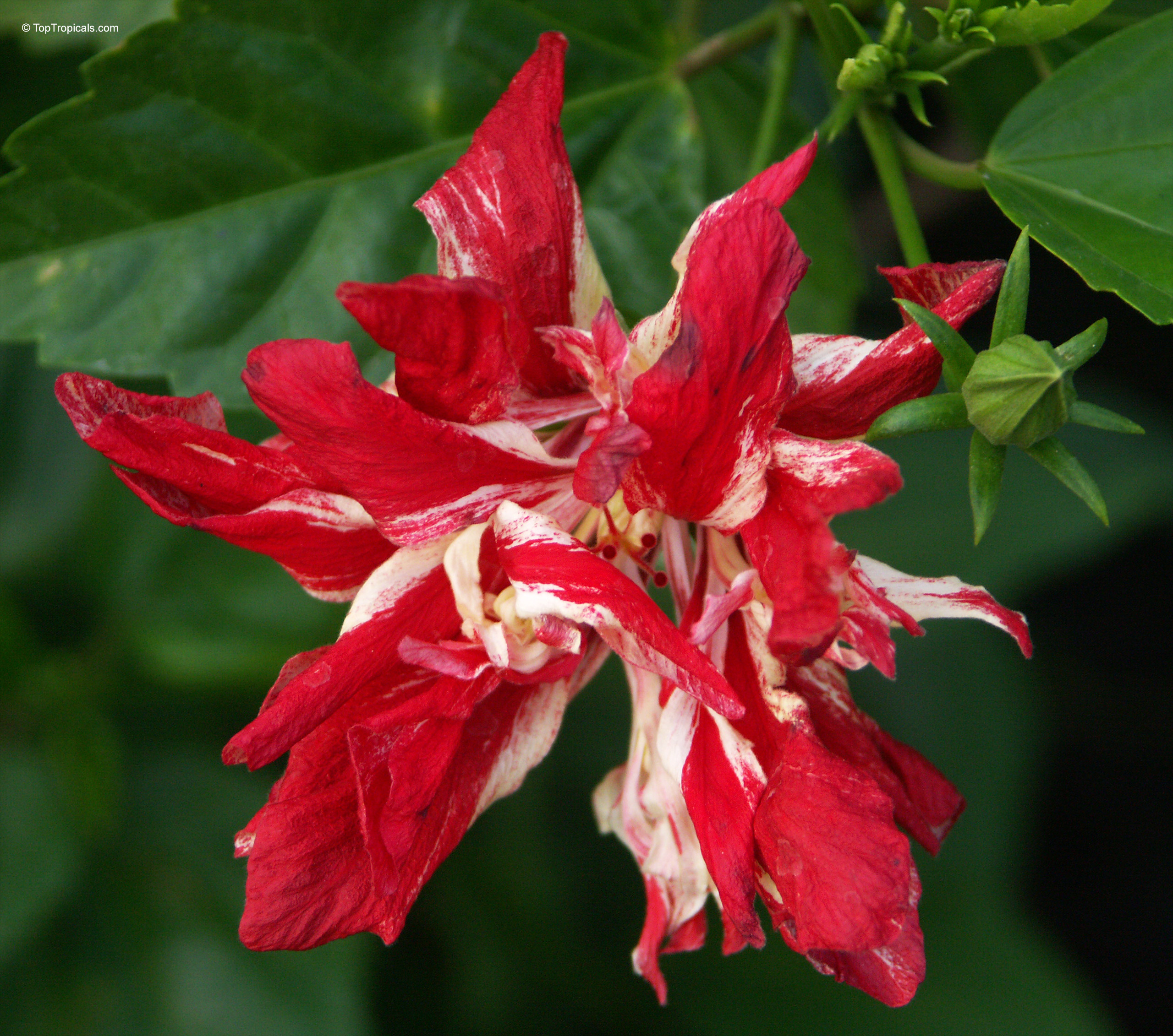 Hibiscus rosa-sinensis unusual cultivar. Hibiscus rosa-sinensis (Hibiscus) red and white striped flower, close up on green leaves.