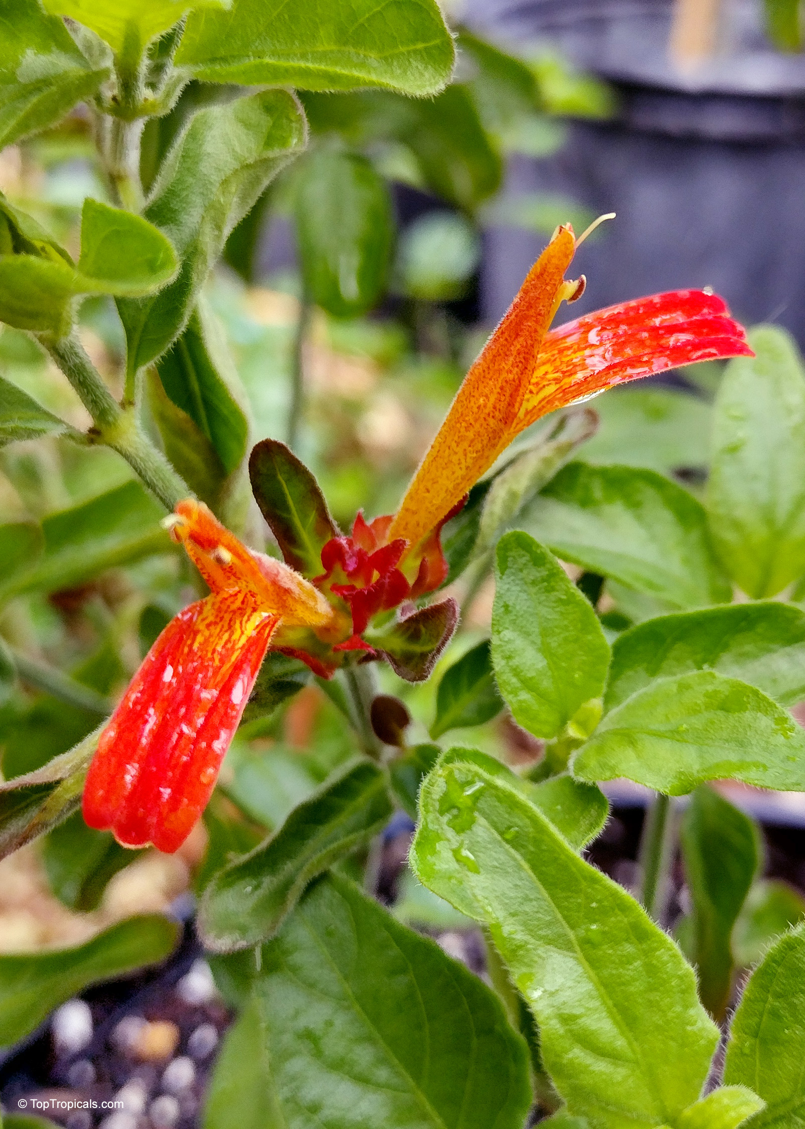Justicia fulvicoma (Orange Shrimp Plant) with two orange flowers and soft green fuzzy foliage Justicia fulvicoma (Orange Shrimp Plant) with orange flower close up on green fuzzy leaves