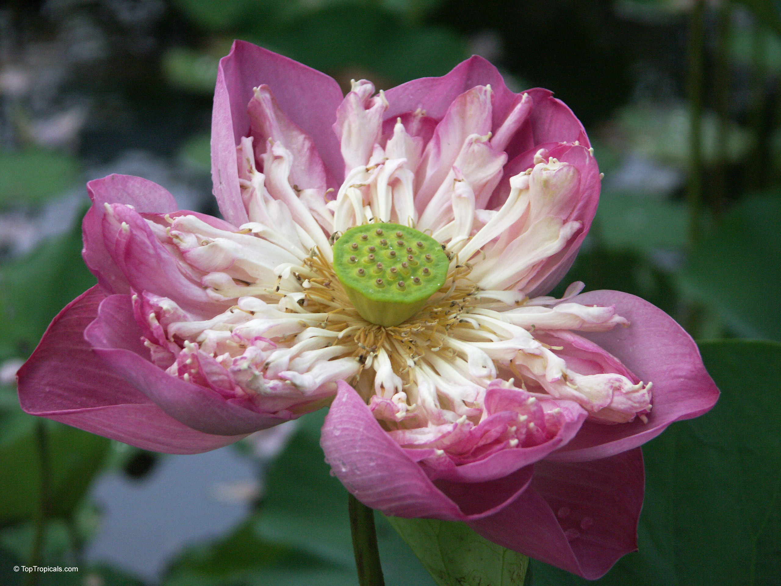 Nelumbo nucifera (Sacred Lotus) flower with layered pink petals and a textured lime green center. Nelumbo nucifera (Sacred Lotus) pink flower, close up of layered petals with lime green center.