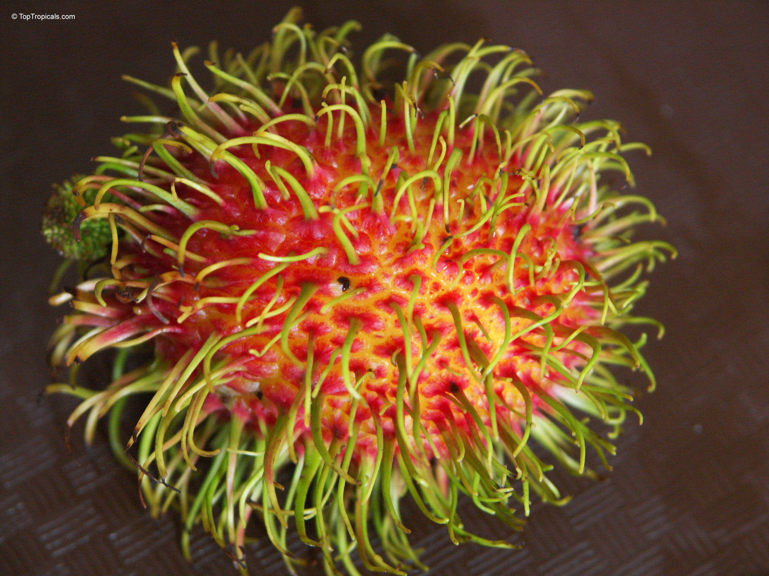Nephelium lappaceum (Rambutan) red and green fruit resting on a plate Nephelium lappaceum (Rambutan) red and green fruit close up on a plate