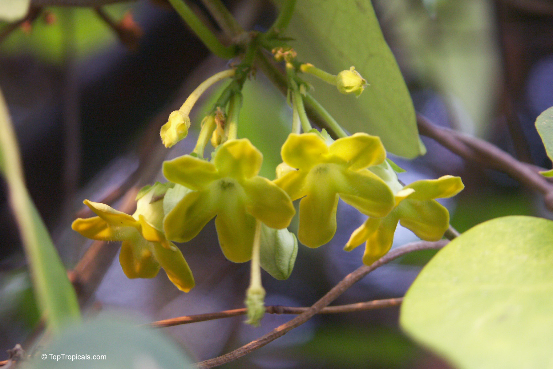 Vatica diospyroides (Broken Heart Flower) yellow flowers hanging down from thin green woody stems Vatica diospyroides (Broken Heart Flower) yellow flower close up hanging on a small branch